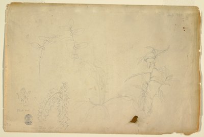 Espinhos e Cardos de Frederic Edwin Church