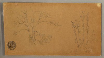 Árvores e Plantas, Elecampene de Frederic Edwin Church