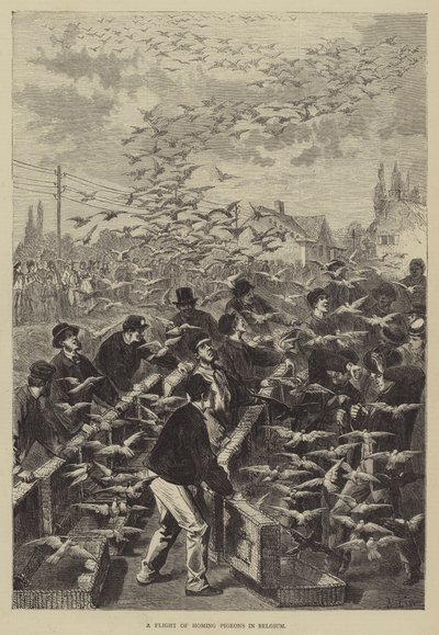 Um voo de pombos-correio na Bélgica de Frederic Theodore Lix