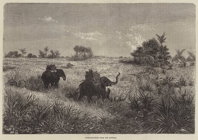 Índia e o Príncipe de Gales, Tiro ao Tigre do Howdah de Frederic Theodore Lix
