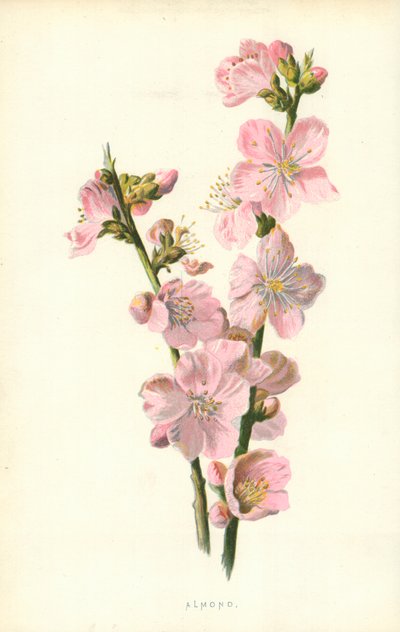 Amêndoa de Frederick Edward Hulme