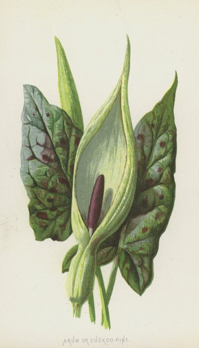 Arum ou Cuco-Pint (cromolitho) de Frederick Edward Hulme
