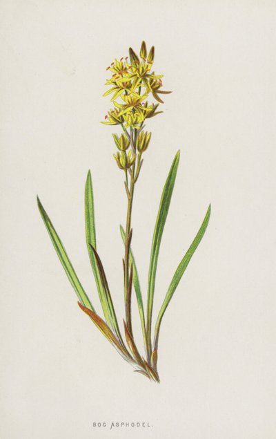 Asphodel Bog (cromolito) de Frederick Edward Hulme