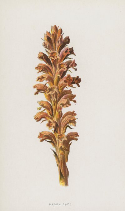 Estupro de vassoura (cromolito) de Frederick Edward Hulme