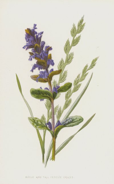 Corneta e grama de festuca alta (cromolitho) de Frederick Edward Hulme