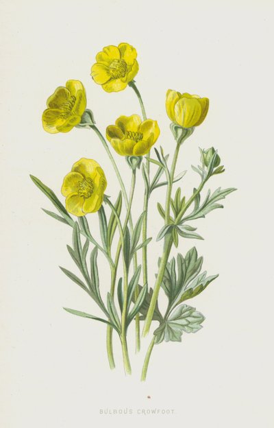 Aranha bulbosa (cromolitho) de Frederick Edward Hulme