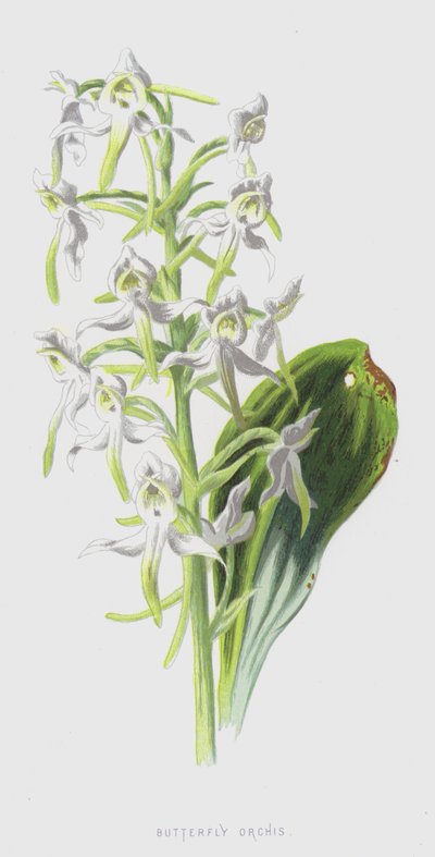 Borboleta Orchis (chromolitho) de Frederick Edward Hulme