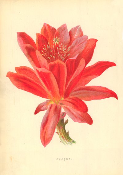 Cacto de Frederick Edward Hulme