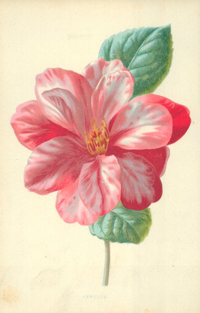 Camélia de Frederick Edward Hulme