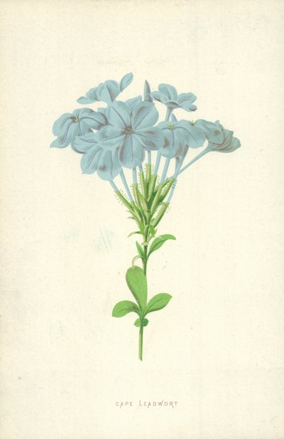 Cape Leadwort de Frederick Edward Hulme