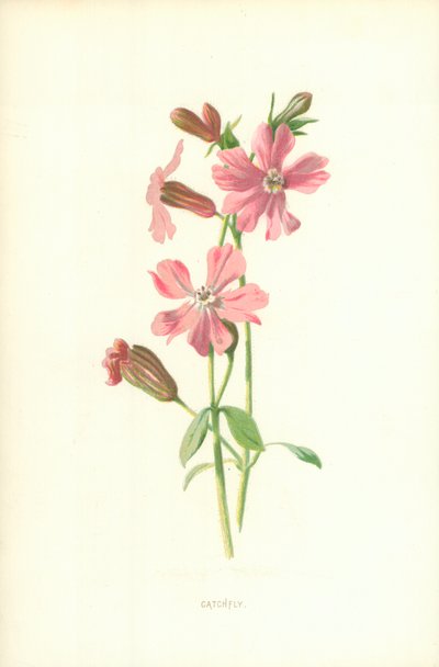 Catchfly de Frederick Edward Hulme