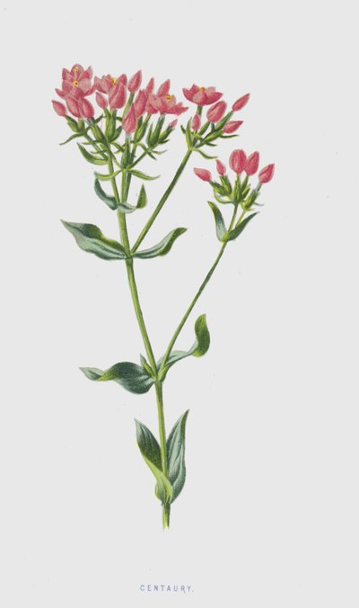 Centauro (cromolito) de Frederick Edward Hulme