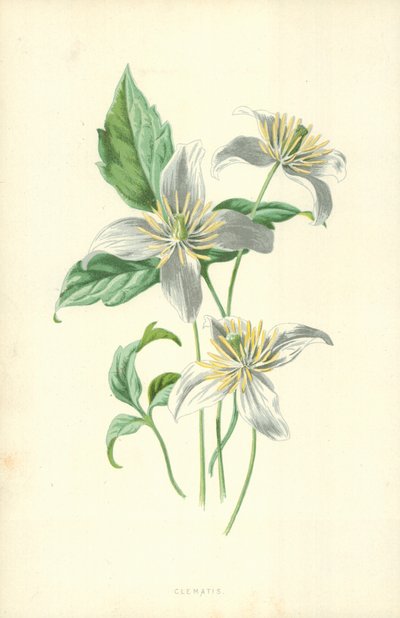Clematis de Frederick Edward Hulme
