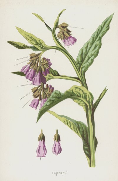 Confrei (cromolitho) de Frederick Edward Hulme