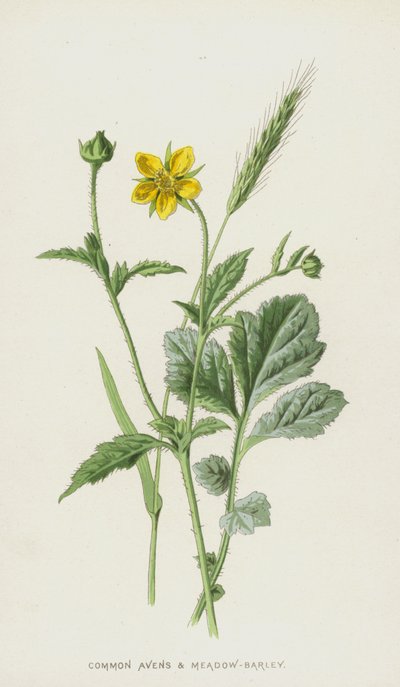 Avens Comum e Meadow-Barley (Chromolitho) de Frederick Edward Hulme