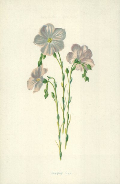 Linho Comum de Frederick Edward Hulme