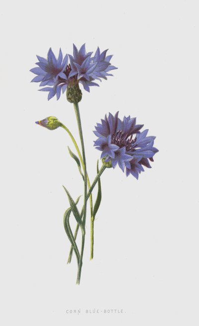 Garrafa de Milho Azul (Cromolitho) de Frederick Edward Hulme