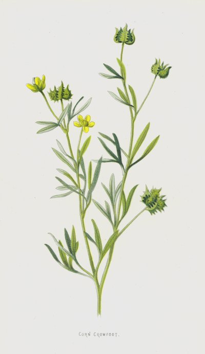 Aranha de milho (cromolito) de Frederick Edward Hulme