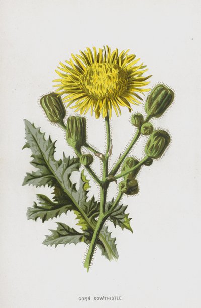 Sowthistle de milho (cromolitho) de Frederick Edward Hulme