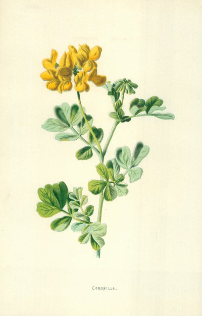 Chaplet de Frederick Edward Hulme