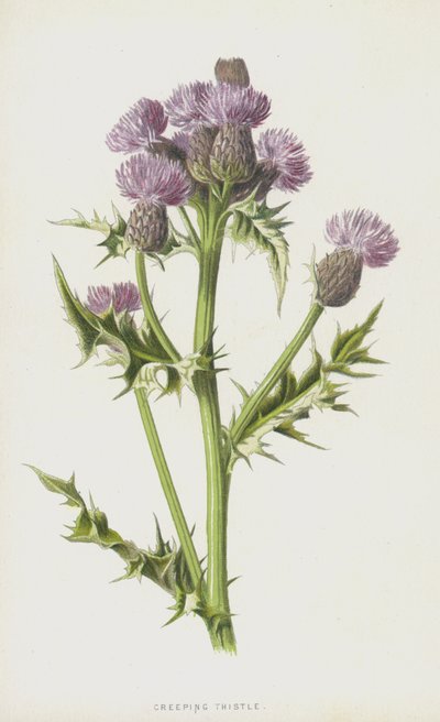 Cardo rastejante (chromolitho) de Frederick Edward Hulme