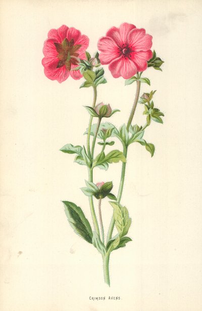 Avens carmesim de Frederick Edward Hulme