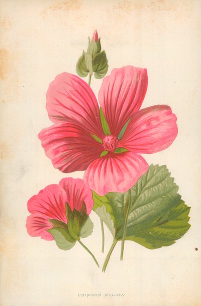 Malva Carmesim de Frederick Edward Hulme
