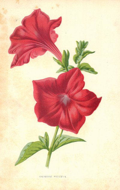 Petúnia Carmesim de Frederick Edward Hulme