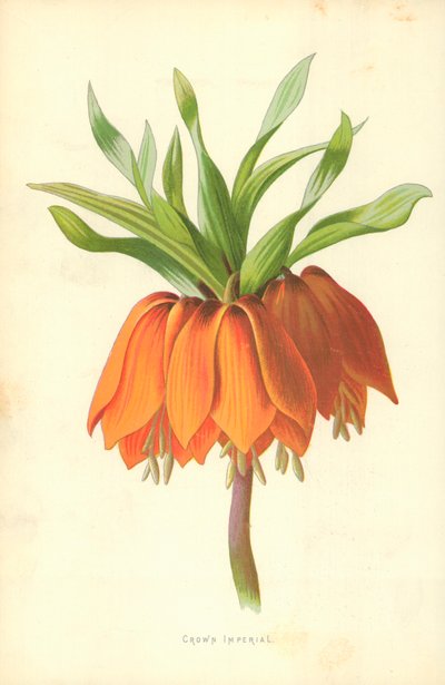 Coroa imperial de Frederick Edward Hulme