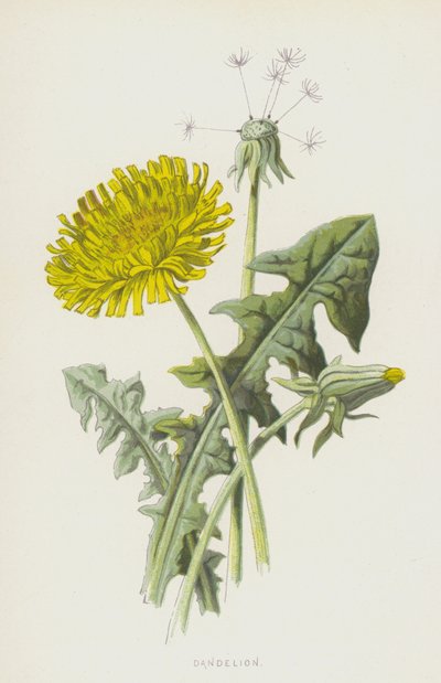Dente de leão (cromolitho) de Frederick Edward Hulme