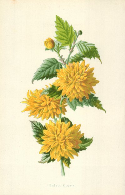 Duplo Kerria de Frederick Edward Hulme