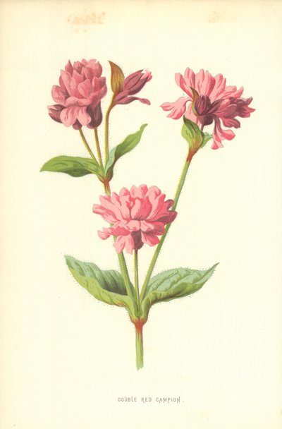 Campion Vermelho Duplo de Frederick Edward Hulme