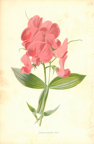 Ervilha Eterna de Frederick Edward Hulme