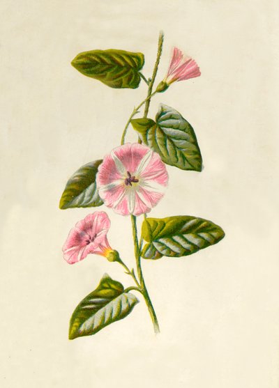 Campo-Convólvulo, 1877. de Frederick Edward Hulme