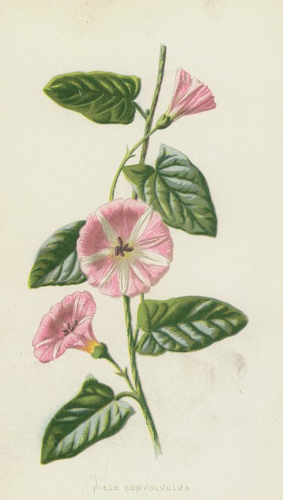 Convolvulus do campo (chromolitho) de Frederick Edward Hulme