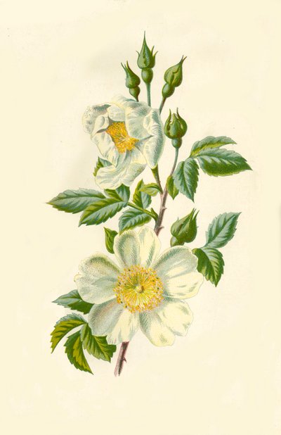 Campo Rosa, 1877. de Frederick Edward Hulme