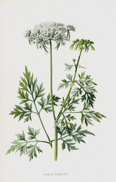 Tolos Salsa (cromolitho) de Frederick Edward Hulme