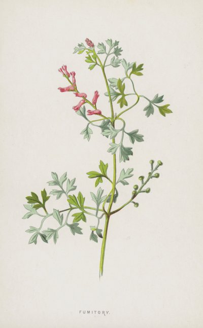 Fumitory (cromolitho) de Frederick Edward Hulme