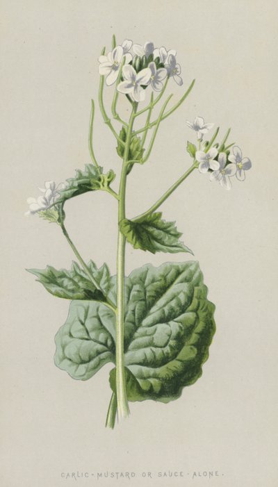 Mostarda-Alho ou Molho-Sozinho (cromolitho) de Frederick Edward Hulme