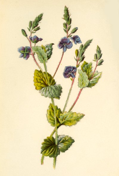 Germander Speedwell, 1877. de Frederick Edward Hulme