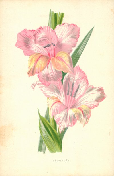 Gladíolo de Frederick Edward Hulme
