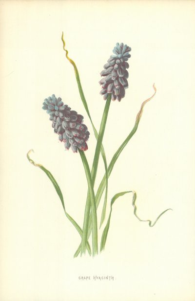 Jacinto de Uva de Frederick Edward Hulme