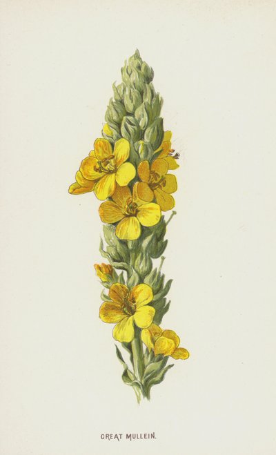 Grande Mullein (cromolitho) de Frederick Edward Hulme