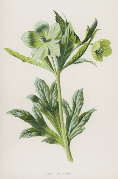 Heléboro Verde (cromolito) de Frederick Edward Hulme