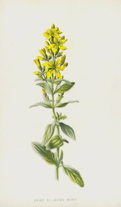 Hipericão (Chromolitho) de Frederick Edward Hulme