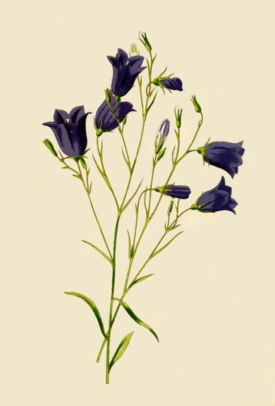Harebell, 1877. de Frederick Edward Hulme