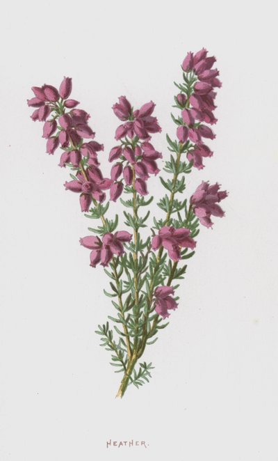 Urze (cromolito) de Frederick Edward Hulme