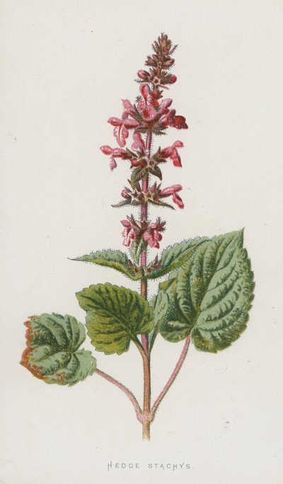 Hedge Stachys (cromolitho) de Frederick Edward Hulme
