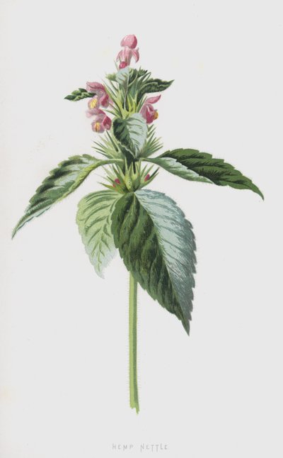 Urtiga de cânhamo (cromolito) de Frederick Edward Hulme