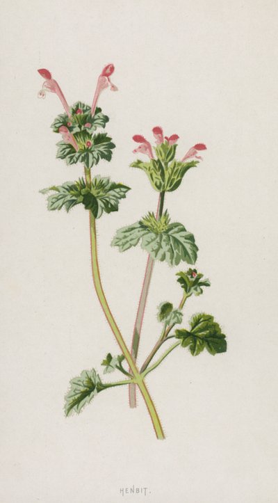 Henbit (cromolito) de Frederick Edward Hulme